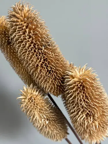 Dried Flower La Mao Guo