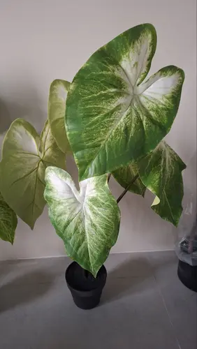 Caladium Blond, 80cm