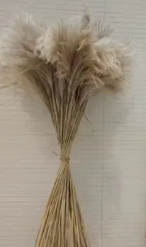 Dried Reed (Non-Shedding) 120cm X-FS3