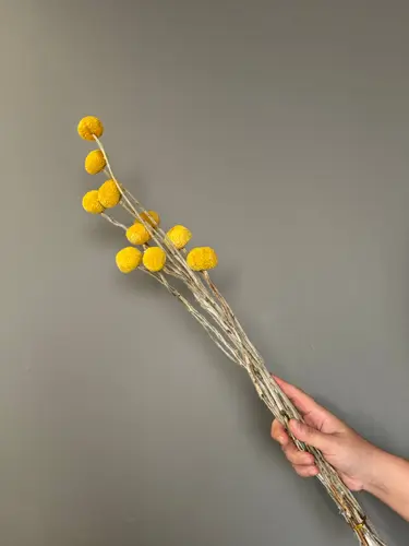 Dried 'Golden Ball' 60cm (10-Branch Bouquet)