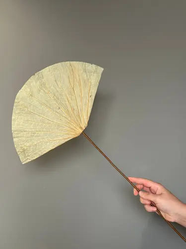 Dried Lotus Leaves 90cm