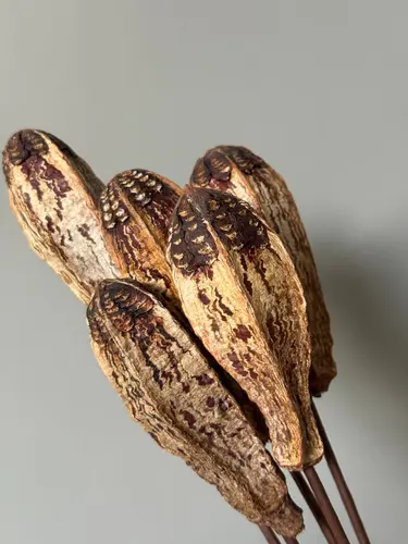 Mahogany Pod (Bird Eye Fruit) Dried (1 pc)