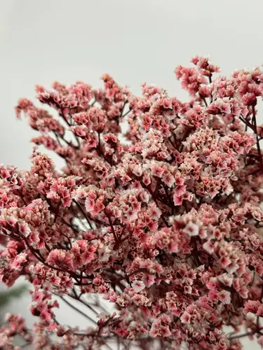 Dried Limonium with Small Flowers (Crystal Grass)