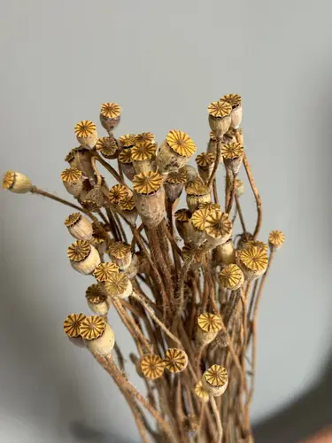 Dried Poppy Head Bouquet 60cm