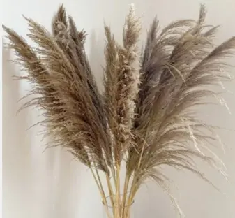 Dried Pampas Grass 110cm