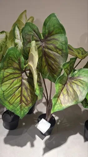 Caladium Red, 80cm