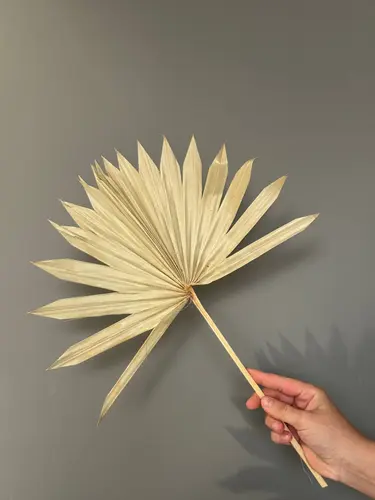 Сухой лист пальмы Guanyin Fan  X-FS22