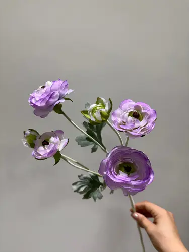 Ipak ranunkulus, och binafsha