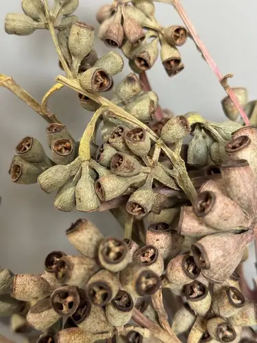 Fortune Fruit Dried Pods (5-7 Stems)