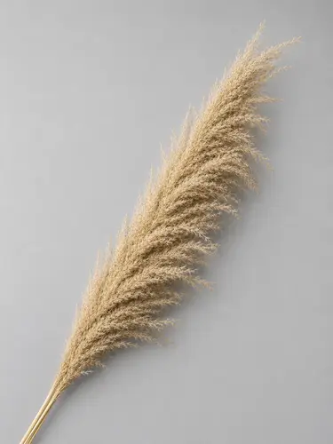 Uch turdagi qamish - Natural / X-FLD15