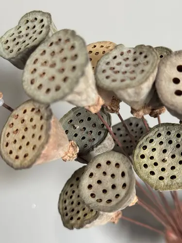 Dried Lotus Seed Head